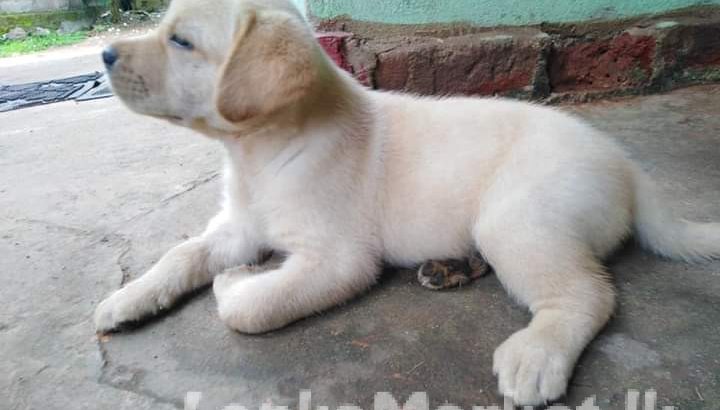 Labrador for sale