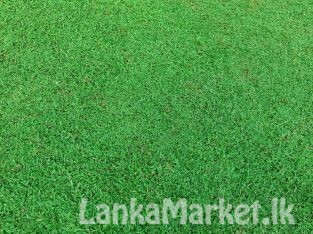 Landscaping service with Malasiyan carpet grass
