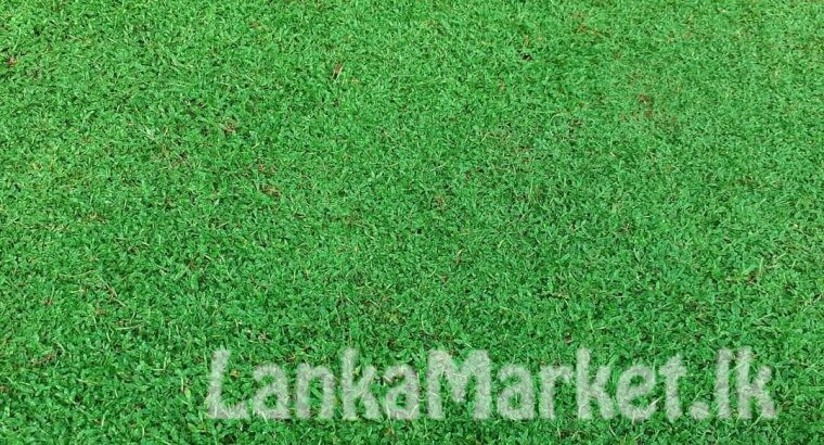 Landscaping service with Malasiyan carpet grass