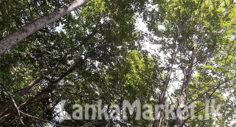 Land for sale in Homagama