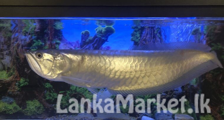 Silver Arowana
