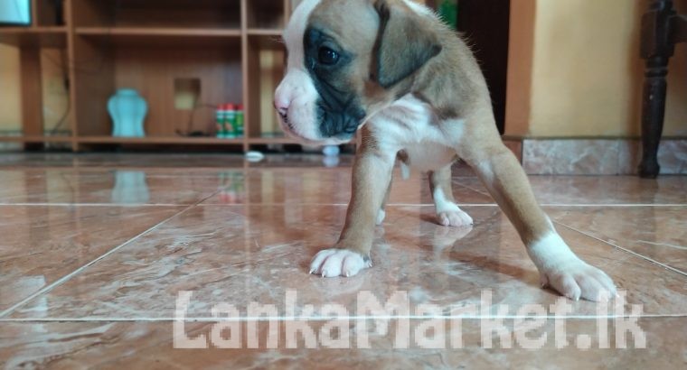 Boxer puppys