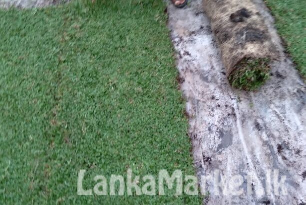 Malaysian /Australian carpet Grass Seththappaduwa