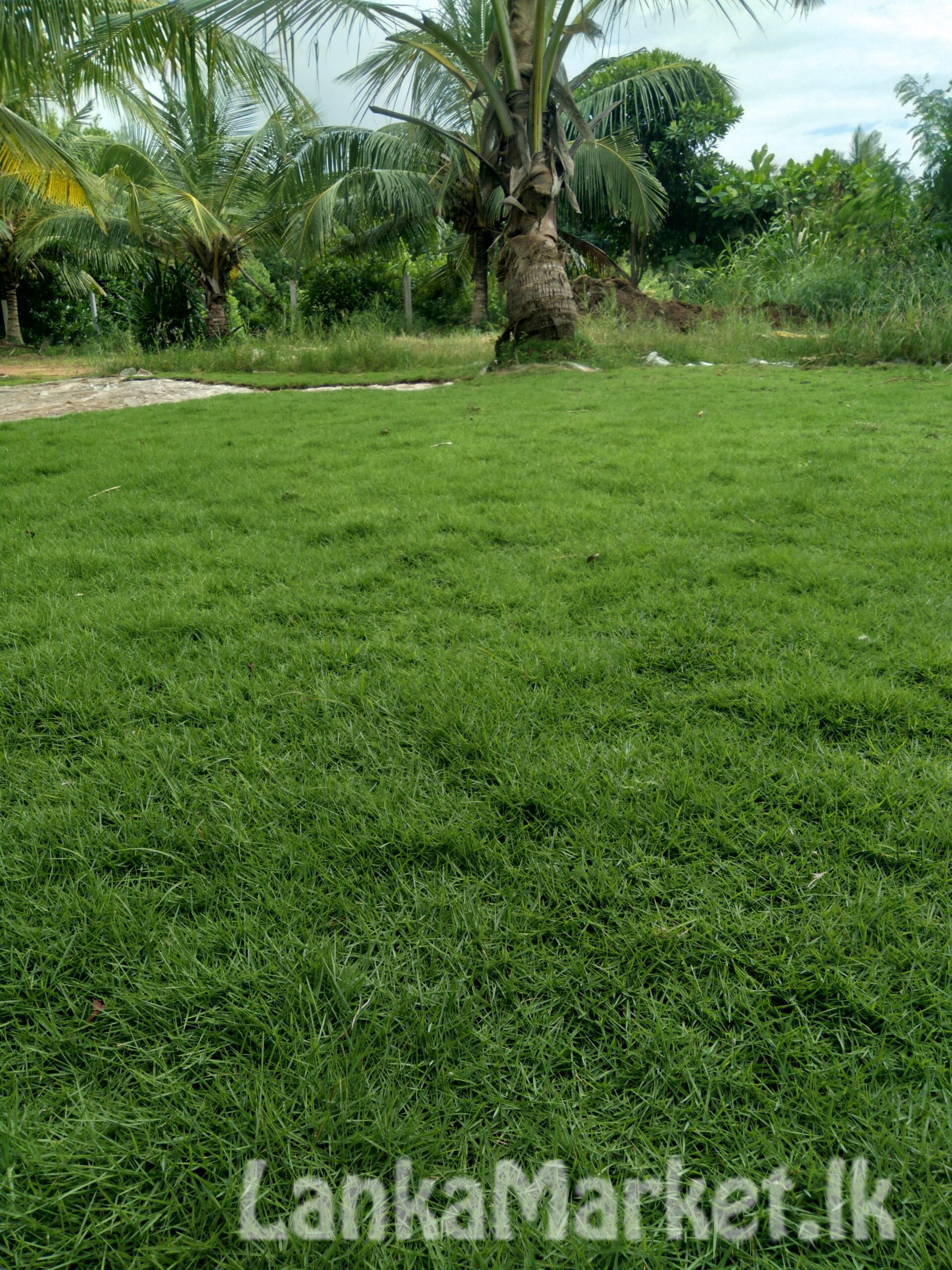 Australian carpet Grass