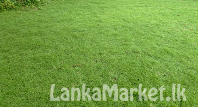 Australian carpet Grass
