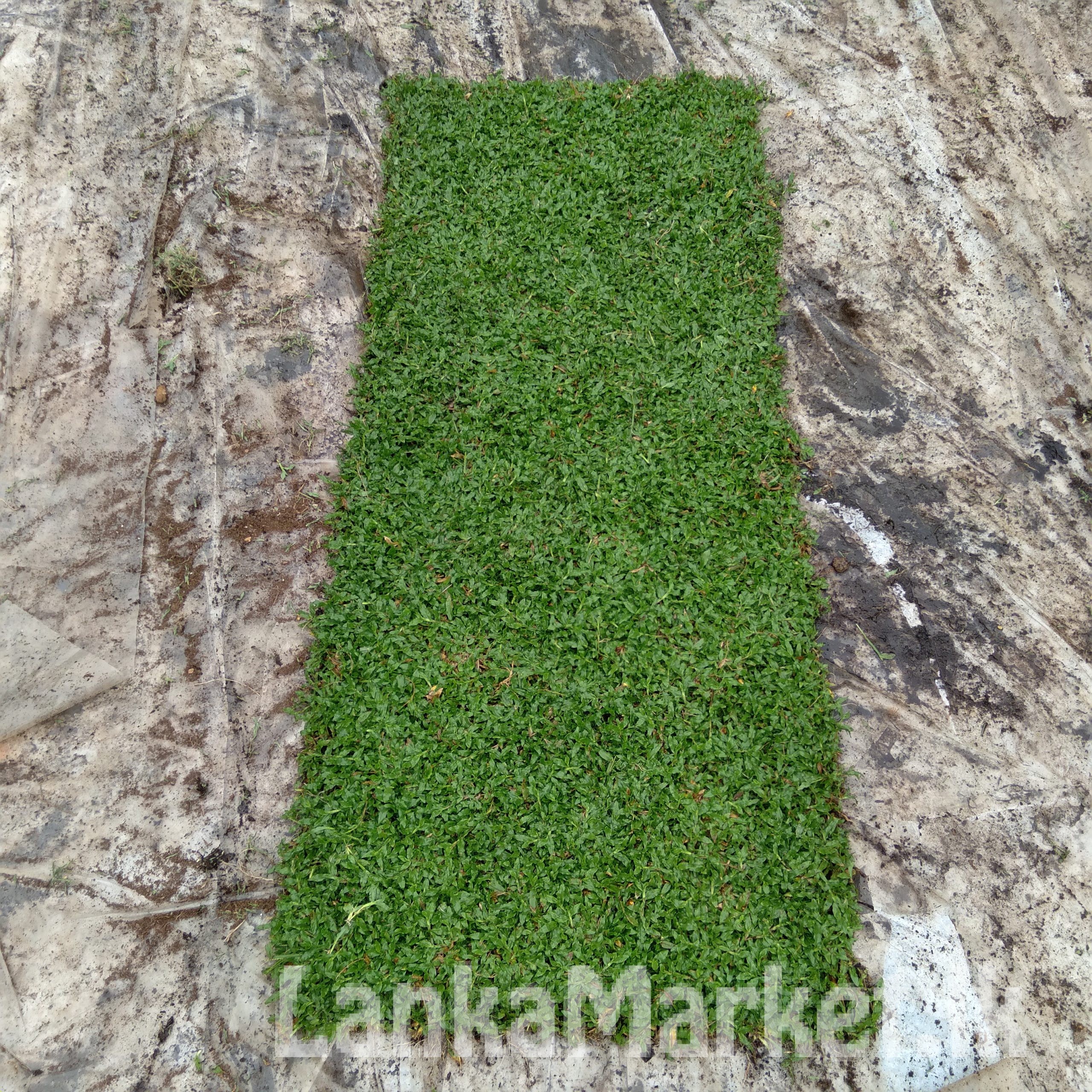 Malaysian /Australian carpet Grass Seththappaduwa