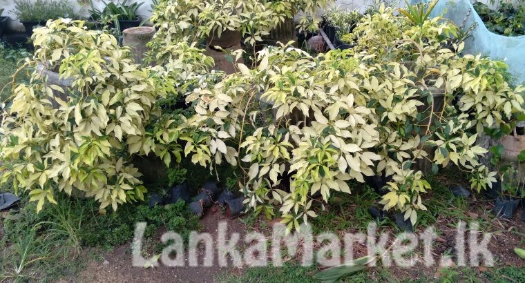 Bougainvillea Flowers pochchi/plant