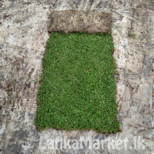 Malaysian /Australian carpet Grass Dungalpitiya