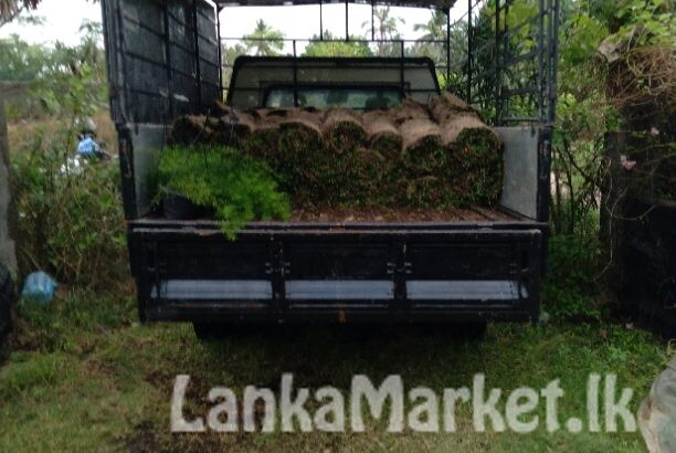 Malaysian /Australian carpet Grass