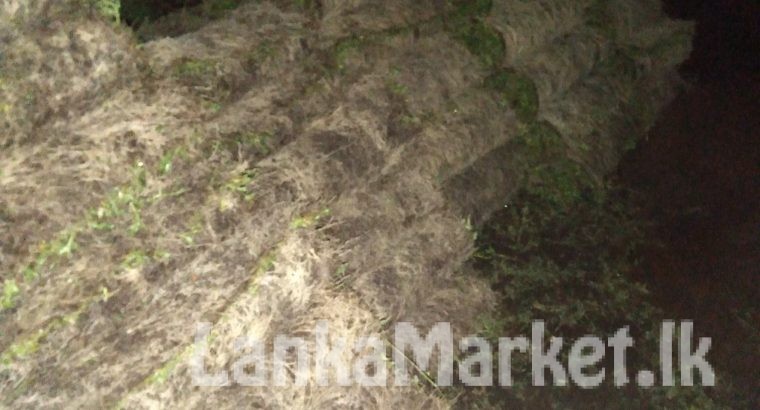 Malaysian /Australian carpet Grass Dungalpitiya