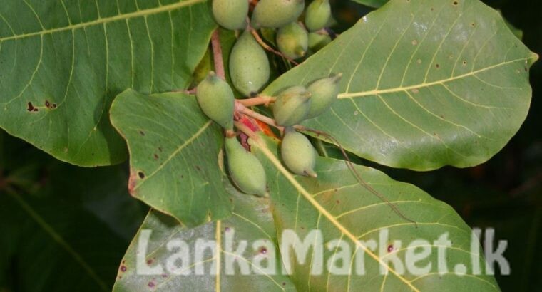 ලූනූ මිදෙල්ල ගසක් හා කොට්ටම්බා ගසක් හෝ දොඹ ගසක් අවශ්‍ය වී ඇත