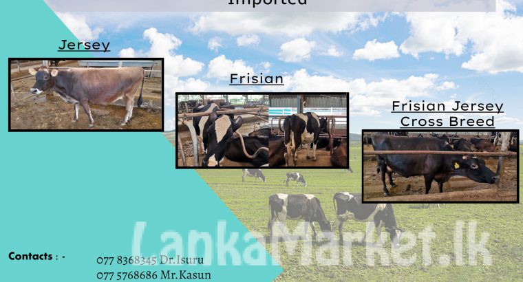 Milking Pregnant and Non-Pregnant Cattle Available