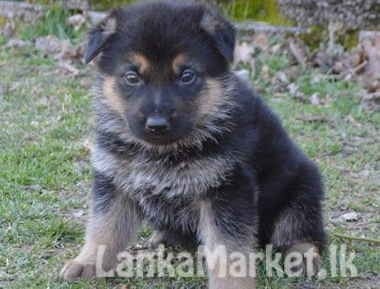 German shepherd puppies
