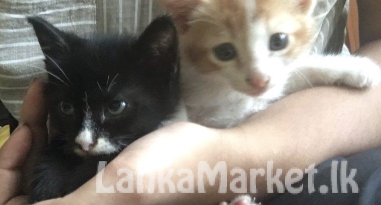 Kittens For A Kind Home