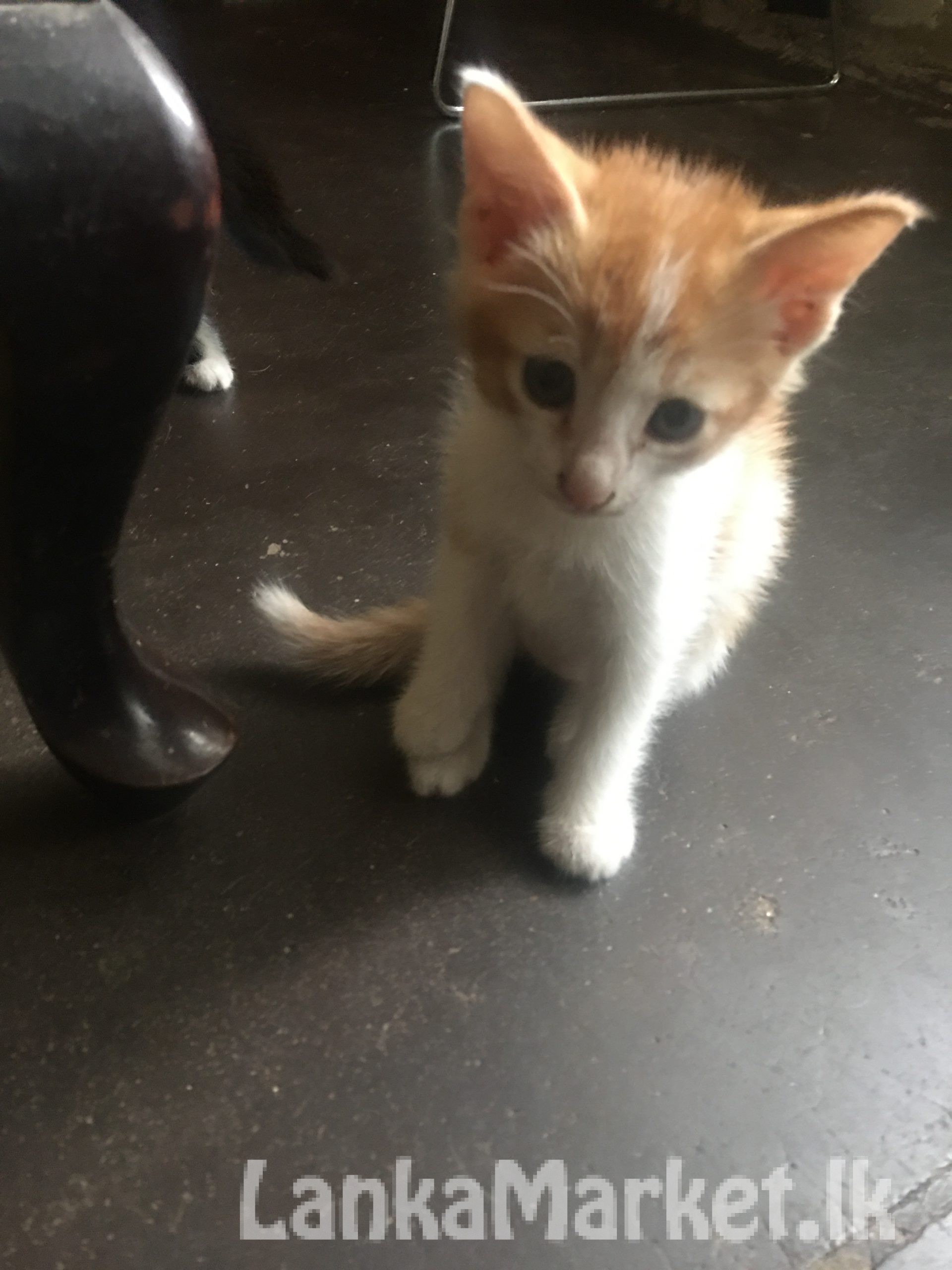 Kittens For A Kind Home