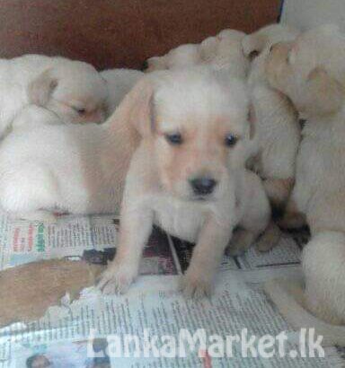 Labrador puppies available bandarawela