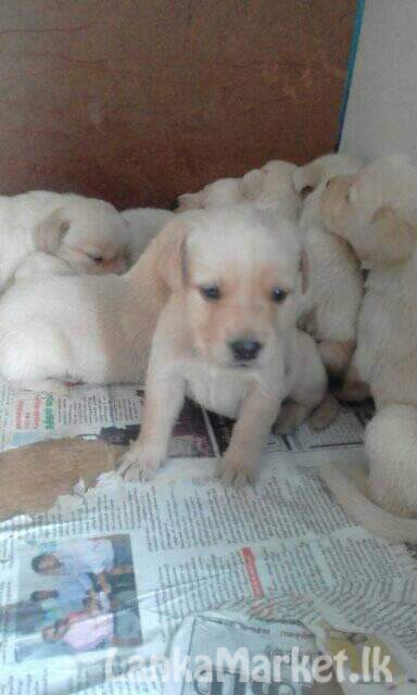 Labrador puppies available bandarawela
