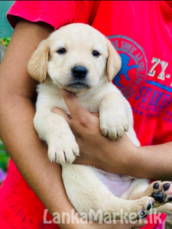 Labrador puppies available