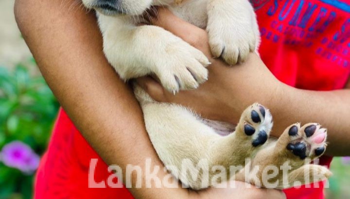 Labrador puppies available