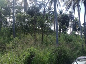 Land for sale kandy haragama