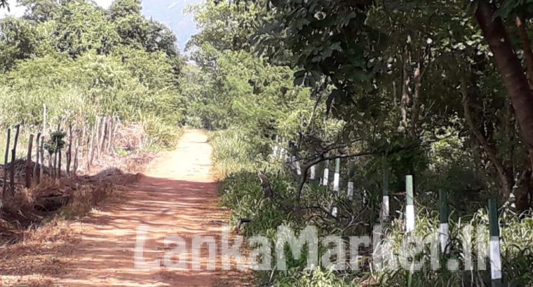 Land for sale Dambulla