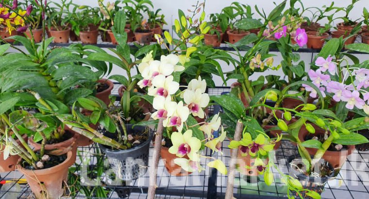 Anturiam and croton plants