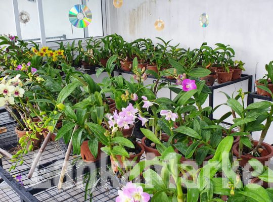 Anturiam and croton plants