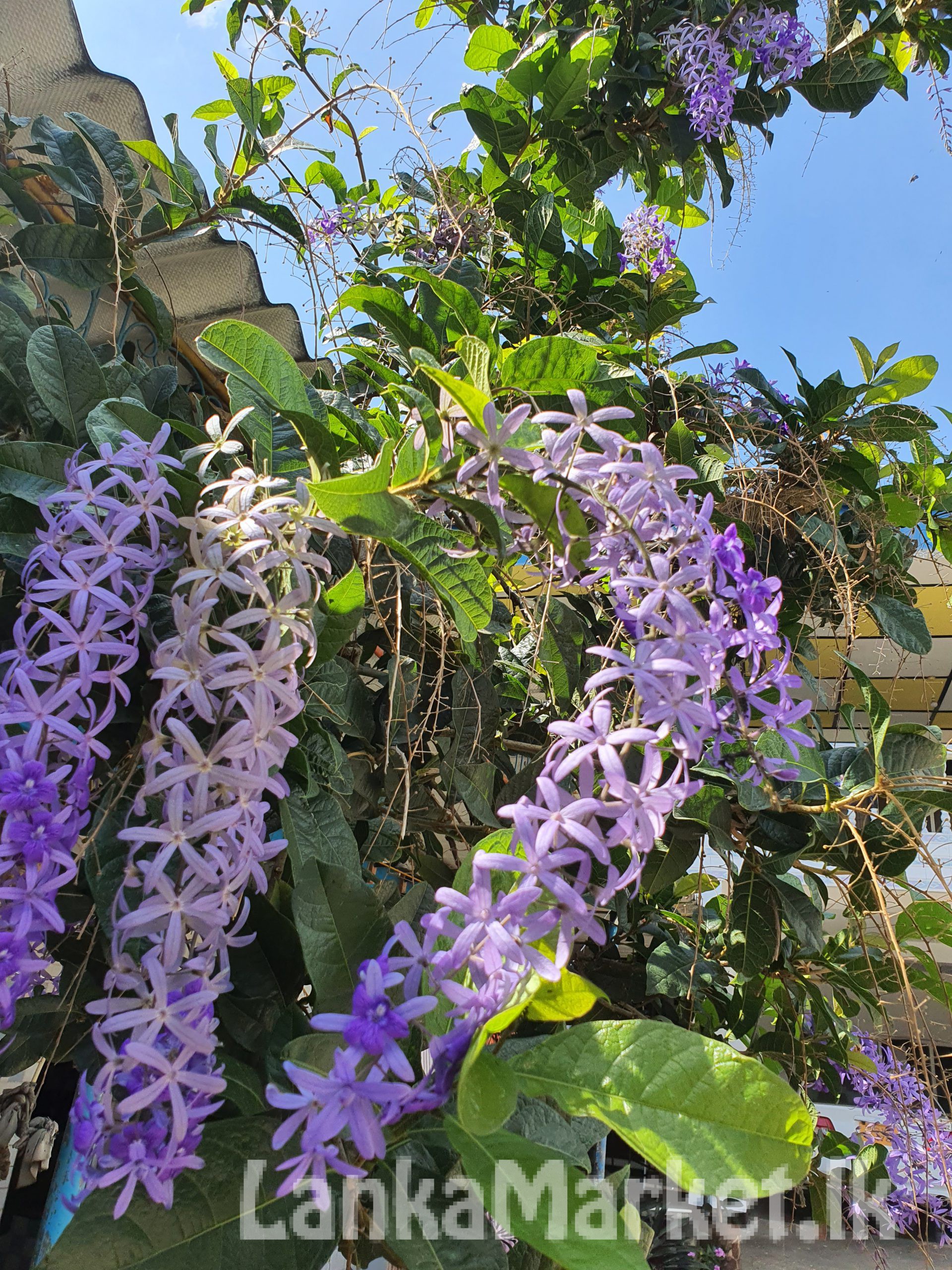 Purple wreath plant