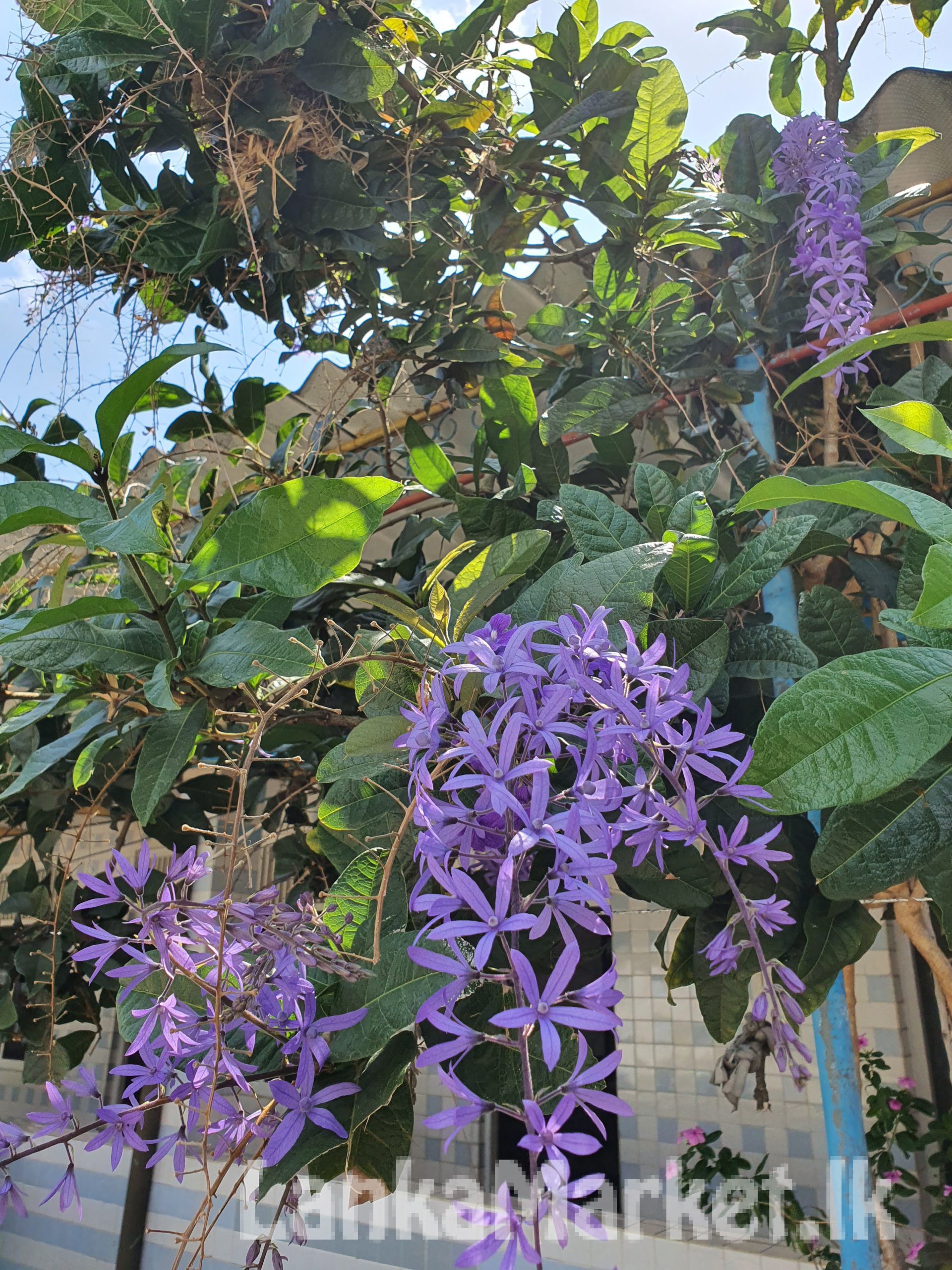 Purple wreath plant