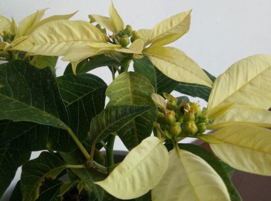 Poinsettia plants (colours available )