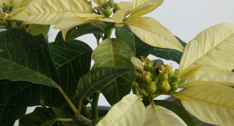 Poinsettia plants (colours available )