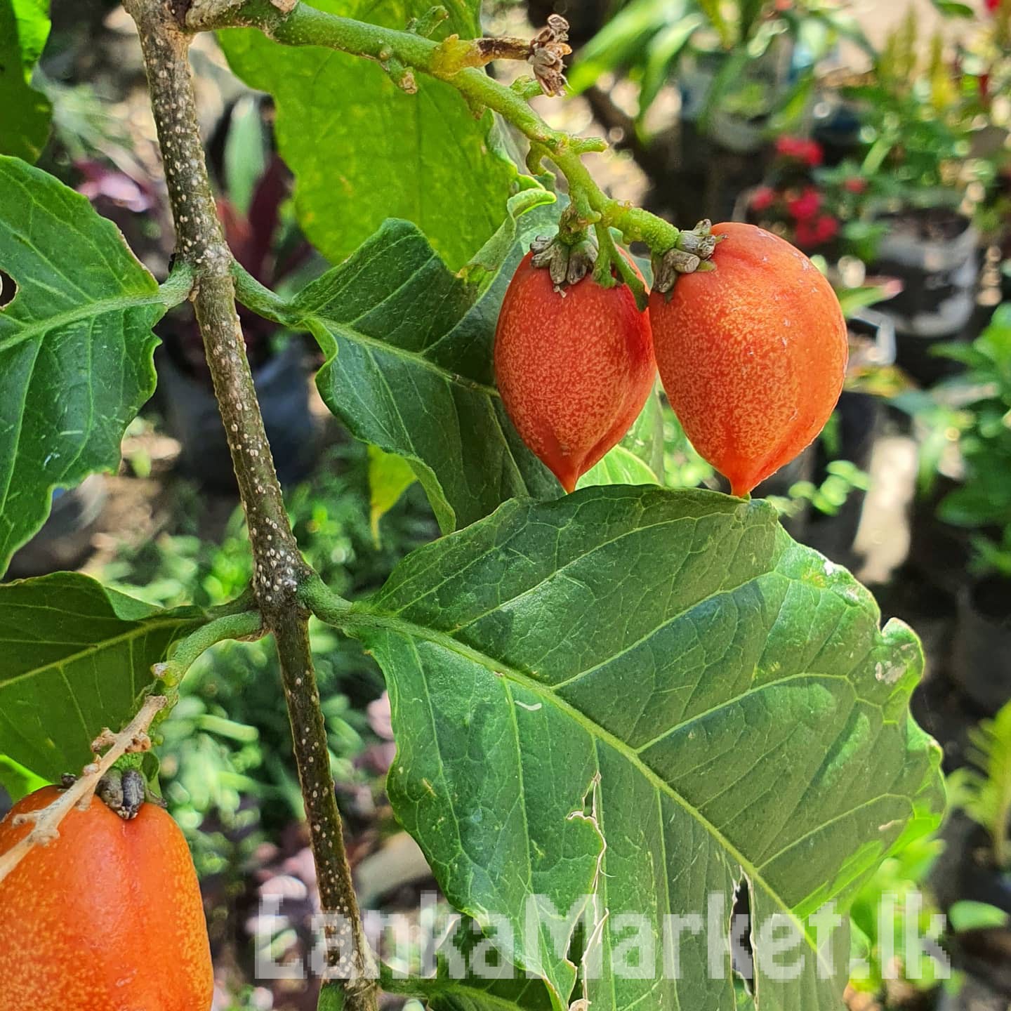 Apricot plants