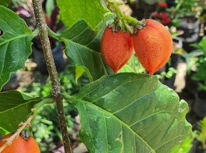 Apricot plants