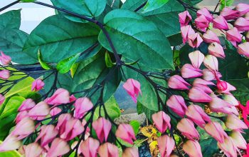 Red bleeding heart