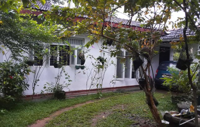 වටිනා පොල් ඉඩම සහ නිවස විකිණීමට ඇත – පිටිපන හෝමාගම