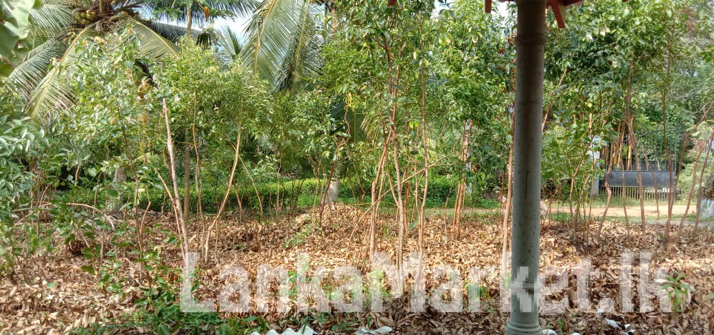 Cinnamon land sale in Ambalangoda