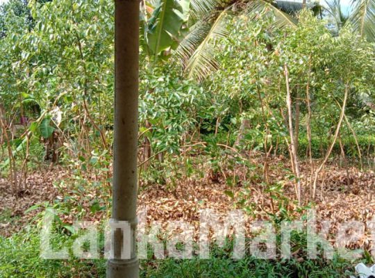 Cinnamon land sale in Ambalangoda