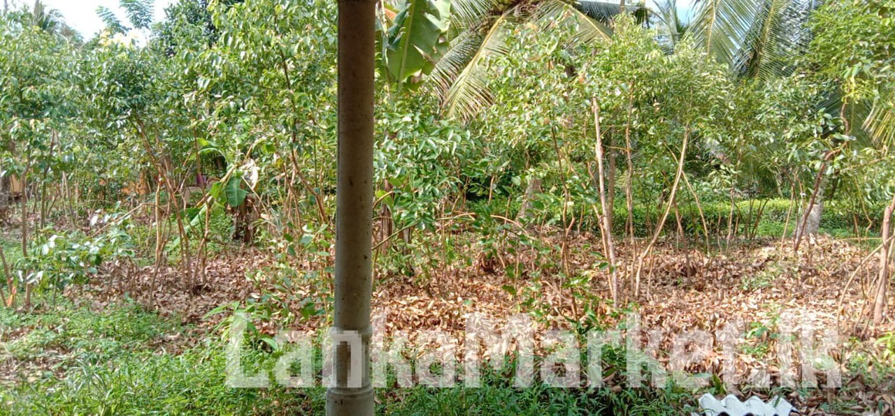 Cinnamon land sale in Ambalangoda