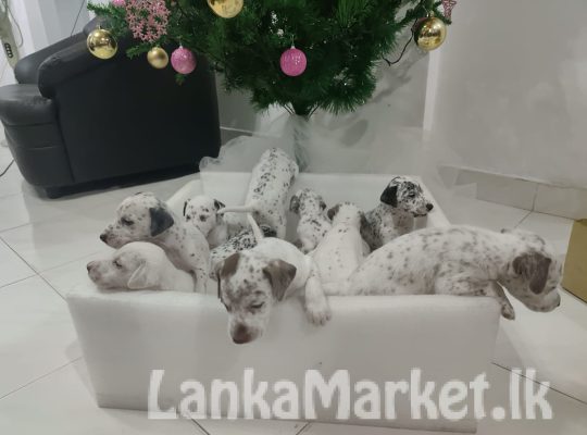 Dalmatian puppies for sale.