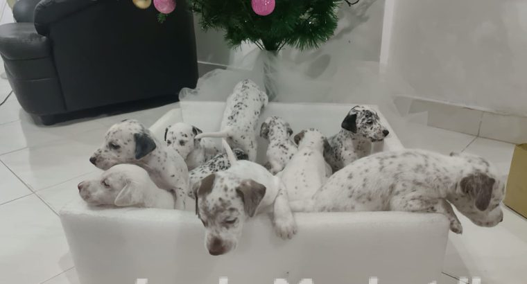 Dalmatian puppies for sale.