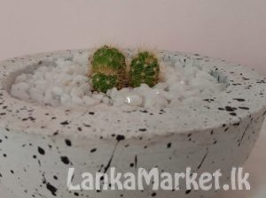 Cactus Gift Plant/ Potted/ Indoor Plant