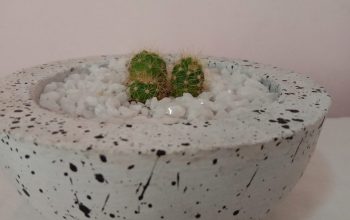 Cactus Gift Plant/ Potted/ Indoor Plant