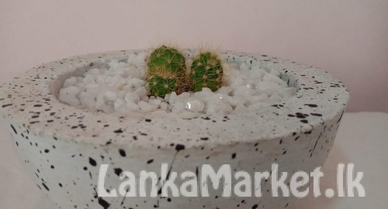 Cactus Gift Plant/ Potted/ Indoor Plant