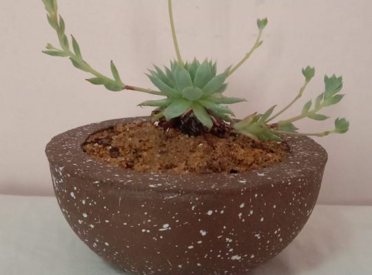 Cactus Gift Plant/ Potted/ Indoor Plant