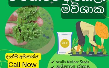 Azolla For Your Paddy (වී වගාවට ඇසොලා මව්ශාක)