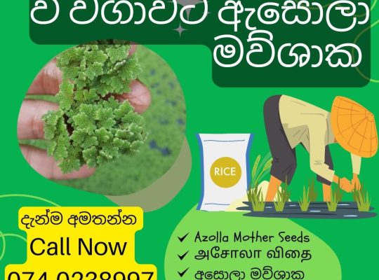 Azolla For Your Paddy (වී වගාවට ඇසොලා මව්ශාක)