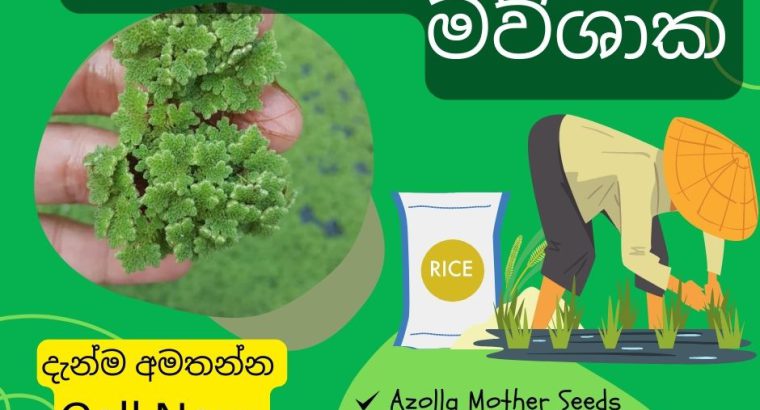 Azolla For Your Paddy (වී වගාවට ඇසොලා මව්ශාක)