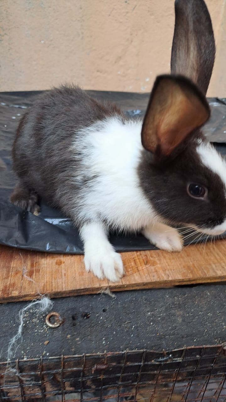 English spot rabbits breed for sale