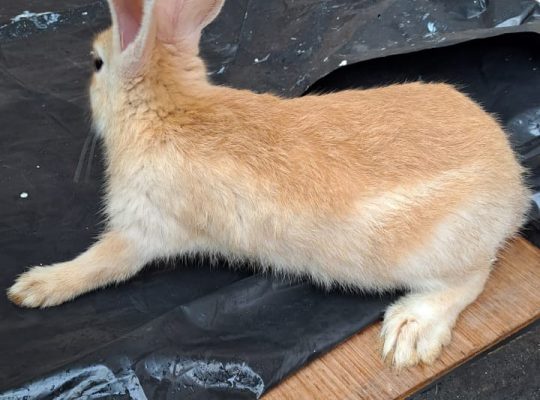 English spot rabbits breed for sale
