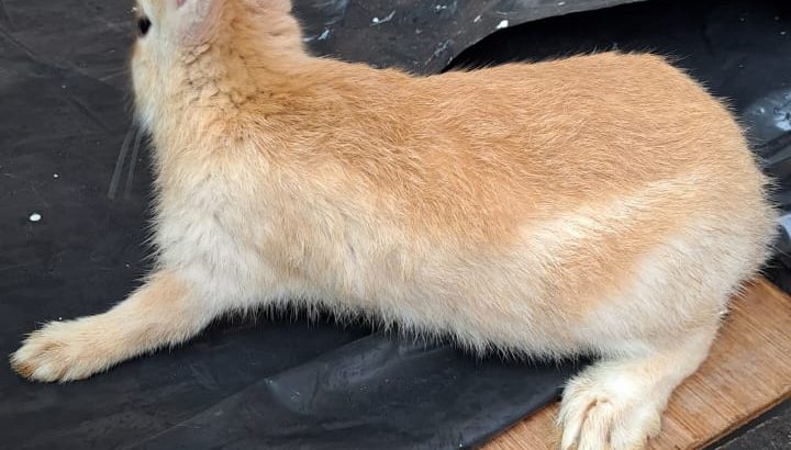 English spot rabbits breed for sale